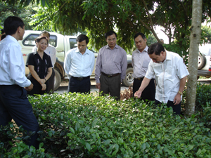 Đoàn công tác của lãnh đạo tỉnh và Sở NN &PTNT thăm và tìm hiểu  mô hình trồng thử nghiệm giống chè mới LDP1 tại huyện Lạc Thủy.