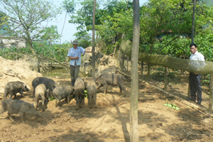 Mô hình nuôi lợn rừng tại xóm Sèo, xã Cao Sơn (Đà Bắc) đang mở hướng thoát nghèo cho nhiều hộ dân.