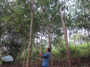 Người dân xã Bình Thanh (Cao Phong)  tăng thu nhập từ nghề trồng rừng.
