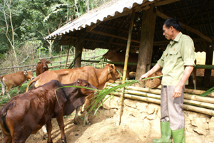 Từ phát triển sản xuất và chăn nuôi, hàng năm thu nhập của gia đình CCB Đinh Văn Lành sau khi trừ chi phí đạt trên 100 triệu đồng. Ảnh: CCB Đinh Văn Lành chăm sóc đàn bò của gia đình.