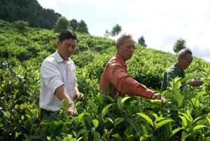 Mô hình trồng chè của chi hội CCB xóm Trà Đáy,  xã Pà Cò (Mai Châu).