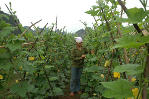 Người dân xã Bảo Hiệu (Yên Thuỷ) phát triển nhiều loại cây  nông nghiệp  cho thu nhập cao.