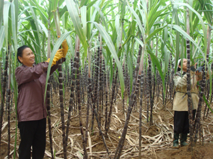 Gia đình bà Bùi Thị Đính, xóm Rú 1, xã Xuân Phong (Cao Phong) trồng trên 4.000 m2 mía tím cho thu nhập cao.