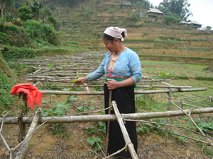 Nhân dân xã vùng cao Nam Sơn (Tân Lạc) chăm sóc vườn trồng su su lấy ngọn.