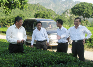 Đồng chí Hoàng Việt Cường, Bí thư Tỉnh ủy thăm mô hình chè cao sản của Công ty TNHH một thành viên Sông Bôi (Lạc Thuỷ).