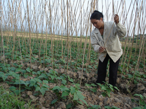 Mô hình trồng rau sạch từ nguồn vốn hỗ trợ phát triển sản xuất năm 2012 thực hiện tại thôn Vệ An, xã Cao Thắng đem lại hiệu quả kinh tế cao.