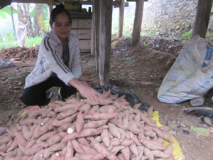 Hộ dân hưởng lợi xóm Khan Hạ, xã Ba Khan thu hoạch khoai lang cho năng suất khá.