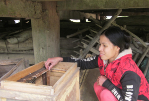 TDA nuôi ong lấy mật ở xóm Ong, xã Lạc Sỹ đã cho khai thác 2 vòng mật trong 6 tháng cuối năm 2012.