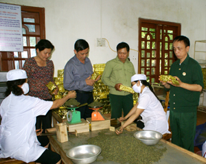 Lãnh đạo Hội CCB tỉnh và Hội CCB huyện Đà Bắc thăm quan mô hình sản xuất trà giảo cổ lam của hội viên Hội CCB xã Tu Lý (Đà Bắc).