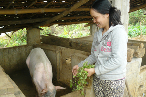 Từ nguồn vốn vay ưu đãi của NHCSXH, nhiều hộ nghèo ở xã Mãn Đức, Tân Lạc đầu tư vào chăn nuôi.

