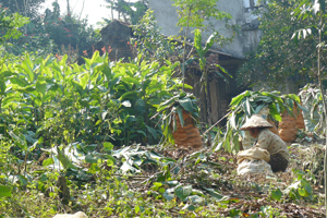 Nông dân xóm Sơn Phú, xã Cao Sơn (Đà Bắc) thu hoạch dong riềng.

 

