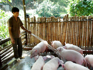 CCB Lê Văn Hán, thôn Đồng Mới, xã Đồng Tâm (Lạc Thủy) chăm sóc đàn lợn của gia đình.