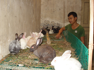 Gia đình anh Bùi Văn Linh, xóm Ve, xã Đông Bắc (Kim Bôi) phát triển mô hình chăn nuôi thỏ thương phẩm.

