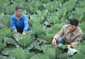 Thông qua hoạt động hỗ trợ Dự án, hộ nông dân nghèo xóm Hải Sơn, xã Mai Hịch tiếp cận phương pháp canh tác rau an toàn, nâng cao giá trị sản xuất.
        
