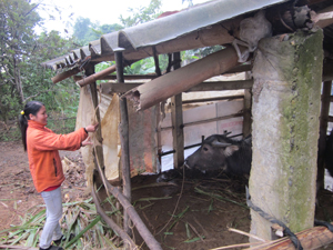 Hộ chăn nuôi xã Nam Thượng (Kim Bôi) chủ động chắn chuồng trại và dự trữ thức ăn vụ đông cho gia súc.