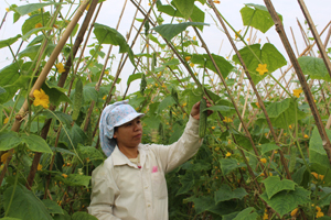 Người dân xóm Hang Đồi 1, xã Cư Yên (Lương Sơn) thu hoạch dưa chuột ta đầu mùa có giá bán khoảng 10.000 đồng/kg.