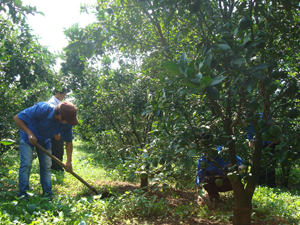 Mô hình trồng cây ăn quả có múi cho hiệu quả kinh tế cao ở thị trấn Cao Phong hiện đã được nhân rộng ra nhiều xã trong huyện.