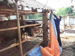 Hộ chăn nuôi xóm Đóng, xã Phong Phú (Tân Lạc) chủ động che chắn chuồng trại, giữ ấm cho gia súc khi thời tiết giá rét.