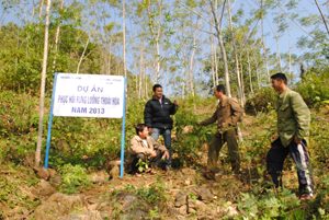 Mô hình phục hồi rừng luồng tại xóm Dưng, xã Hiền Lương (Đà Bắc) mang lại hiệu quả cho người dân.