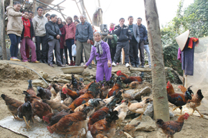 Đại biểu tìm hiểu thực tế mô hình nuôi gà đồi tại gia đình bà Bùi Thị Lỏn, xóm Rú 1, xã Xuân Phong (Cao Phong).