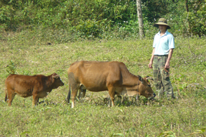 Tận dụng diện tích nương bãi, xã Cao Sơn khuyến khích nhân dân chăn nuôi trâu, bò hàng hóa đem lại thu nhập cao.