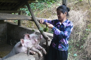 Nông dân xóm Mõ, xã Kim Sơn (Kim Bôi) phát triển nuôi lợn đem lại thu nhập khá.