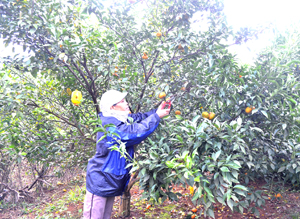 Người trồng cam xã Nam Phong thu hoạch cam, sản lượng đạt khoảng 25 tấn/ha.