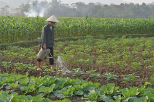 Nông dân xóm Chiềng (Vĩnh Đồng, Kim Bôi) dùng ô doa tưới phun lên lá rau để hạn chế sương muối buổi sáng tác động xấu đến sự phát triển của rau thời kỳ sắp cho thu hoạch.

