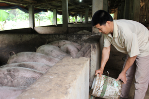 Anh Đinh Quang Cửu duy trì chăn nuôi lợn thịt quy mô 50 - 60 con/lứa. 

