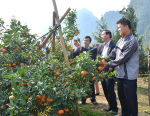 Năm 2013, huyện Kim Bôi tiếp tục là địa bàn trồng lúa trọng điểm, góp phần quan trọng đảm bảo an ninh lương thực trên địa bàn tỉnh. Ảnh: Niềm vui được mùa của nông dân xã Vĩnh Đồng (Kim Bôi).

