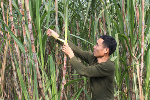 Cùng với phát triển kinh tế rừng, chăn nuôi trâu, bò, Bí thư chi bộ xóm Đễnh Nguyễn Văn Mừng (xã Dân Hòa - Kỳ Sơn) còn đi đầu gương mẫu trong phát triển diện tích mía hàng hóa đem lại thu nhập cao.
