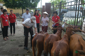 Hội CTĐ thành phố Hòa Bình giao bò cho các hộ gia đình khó khăn có đủ điều kiện theo chương trình “Ngân hàng bò”. Ảnh: Minh Tuấn
