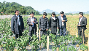 Đồng chí Hoàng Văn Tứ, Phó Chủ tịch HĐND tỉnh thăm mô hình trồng rau giống Hàn Quốc tại xóm Chóng, xã Yên Lạc (Yên Thủy). Ảnh: P.V
