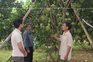 Nhân dân xóm Chiềng Đông 2, xã Thanh Hối (Tân Lạc) tích cực chuyển đổi cơ cấu cây trồng theo định hướng phát triển kinh tế của địa phương.

