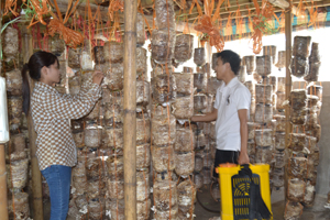 Mô hình trồng nấm của gia đình chị Trịnh Thị Thanh Hòa ở thị trấn Đà Bắc (Đà Bắc) cho thu nhập ổn định.