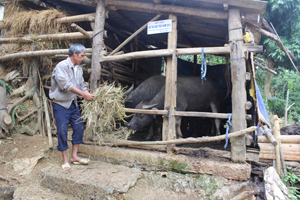 Gia đình ông Bùi Nha Cao ở xóm Rộc, xã Nật Sơn (Kim Bôi) chủ động che chắn chống gió lùa và dự trữ nguồn thức ăn cho đàn trâu trong vụ đông xuân 2014-2015.