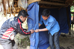 Cán bộ thú y xã Mường Chiềng (Đà Bắc) giám sát và hướng dẫn hộ chăn nuôi xóm Nà Mặn thực hiện biện pháp phòng, chống rét cho gia súc.