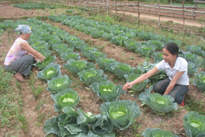 Phụ nữ xã Hạ Bì (Kim Bôi) tích cực trồng rau vụ đông cải thiện thu nhập gia đình.