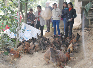 Người dân xã Xuân Phong (Cao Phong) tham gia mô hình nuôi gà đồi thuộc Dự án nhân rộng mô hình giảm nghèo.