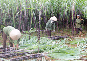 Nhân dân xóm Sung II, xã Địch Giáo (Tân Lạc) trồng mía tím tăng thu nhập gia đình.