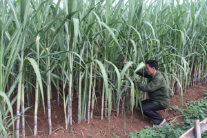 Chủ động chuyển đổi cơ cấu cây trồng, hiện nay, xóm Bằng, xã Tây Phong đã mở rộng diện tích trồng mía  hơn 80 ha.