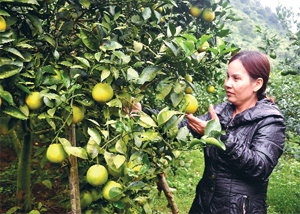 Chị Lâm Thị Nụ, tiểu khu 2, thị trấn Cao Phong chăm sóc vườn cam lòng vàng của gia đình.