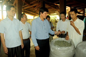 Đồng chí Trần Đăng Ninh, Phó Bí thư TT Tỉnh ủy thăm cơ sở sản xuất, chế biến chè tại xã Trung Thành (Đà Bắc).

