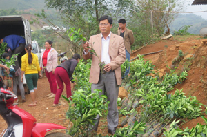 Lãnh đạo Trung tâm dịch vụ hỗ trợ vùng dân tộc(Ban Dân tộc tỉnh)  kiêm tra chất lượng cây giống trước khi cấp cho các hộ.

