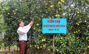 Vườn cam đã được cấp giấy chứng nhận VietGap tại khu 5A, thị trấn Cao Phong.