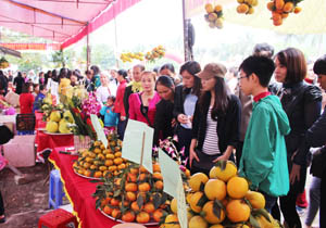 Hàng nghìn người đã tham gia hoạt động giao thương tại lễ hội cam Cao Phong.