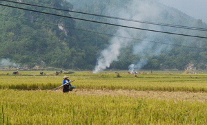 Nông dân xã Yên Mông (TPHB) đốt rơm rạ sau khi thu hoạch vụ lúa mùa.