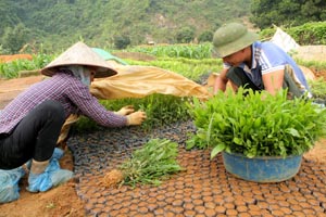Nhân dân  xã Phú Lão (Lạc Thủy)  chuẩn bị cây giống  phục vụ niên vụ trồng rừng 2016.