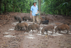 Anh Hoàng Văn Thuận đang chăm sóc đàn lợn rừng.

