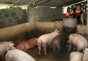 Gia đình chị Quách Thị Chung, xóm Bôi Cả, xã Nam Thượng (Kim Bôi) đầu tư chăn nuôi lợn cho thu nhập 180 triệu đồng/năm.

